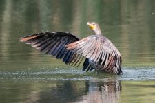 Cormorant-301.jpg