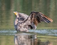 Cormorant-302.jpg