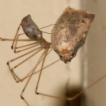 Spider4.jpg