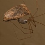 Spider6.jpg