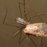 Spider7.jpg