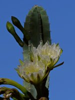 Cactus.jpg
