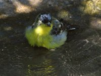 Goldfinch.jpg