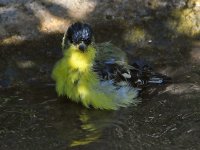 Goldfinch3.jpg