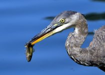 _ROY9695.JPG