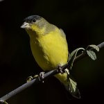 Goldfinch.jpg
