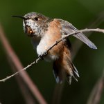 Hummer38.jpg