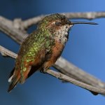 Hummer57.jpg