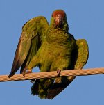Parrots3.jpg