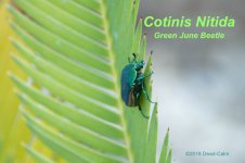 green june beetle LR 500_6449.jpg