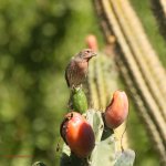 house finch LR N 500_6544.jpg