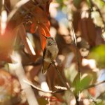 hummingbird LR FB 500_6475.jpg