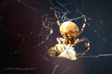 9-14-18-cr__D7K0034.jpg