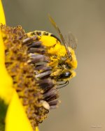 Bee-300.jpg