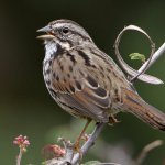 Sparrow3.jpg