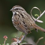 Sparrow5.jpg