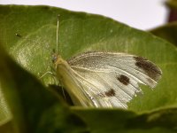 Moth.jpg