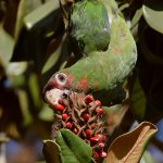Parrot2.jpg