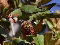 Parrot3.jpg