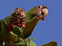 Parrot5.jpg