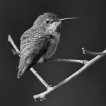 HummerBW.jpg