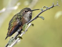 Hummer.jpg