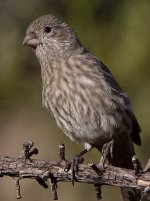 Finch3.jpg