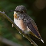 Hummer2.jpg