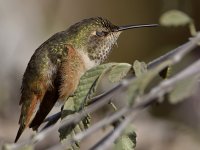 Hummer4.jpg