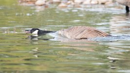 GeeseFighting-309.jpg