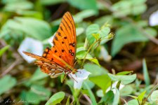 20180922-_D710586.jpg