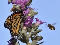 Monarch.jpg