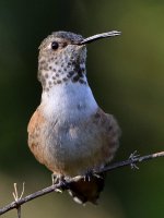 Hummer6.jpg