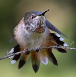 Hummer15.jpg