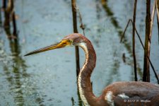 D73_2237-Edit.jpg