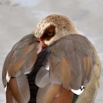 Goose.jpg