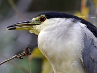BlackHeron7.jpg