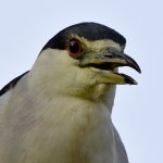 BlackHeron3.jpg