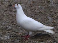 Pigeon.jpg