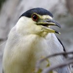 BlackHeron6.jpg