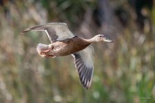 Mallard-300.jpg