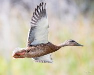Mallard-301.jpg