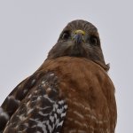 Hawk6.jpg