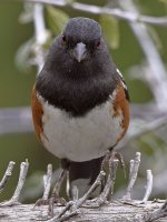 Towhee4.jpg