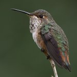 Hummer19.jpg