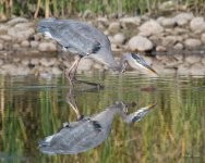 GBH Stick-300.jpg