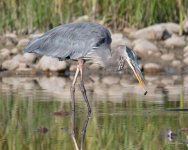 GBH Stick-301.jpg