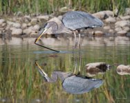 GBH Stick-302.jpg
