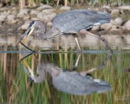 GBH Stick-303.jpg