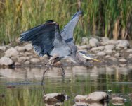 GBH Stick-304.jpg